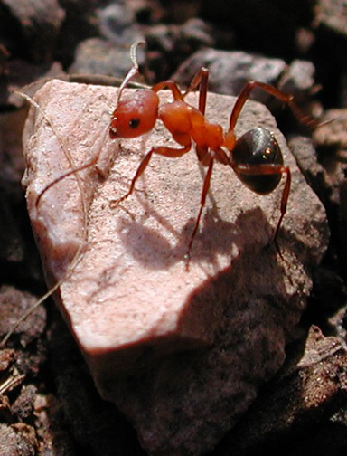 Formica rufa Рыжий лесной муравей