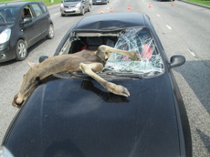 Лося сбили на Октябрьском проспекте в Череповце 6 августа 2013 г.