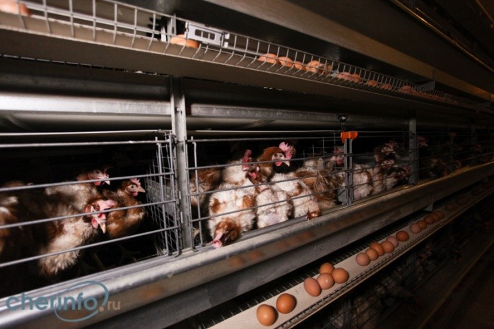 В Малечкино Череповецкого района заключенные наладят выпуск кошерной курятины