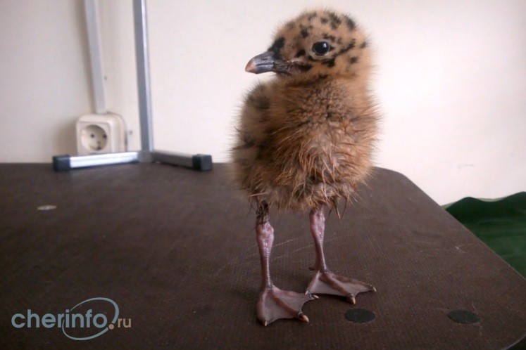 Птенец чайки, выпал из гнезда на стройплощадке в Череповце