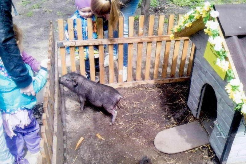 В череповецком парке КиО 1 сентября откроется контактный зоопарк