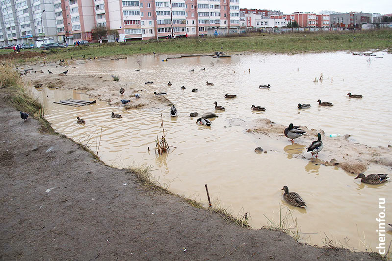 Не кормить уток в Череповце