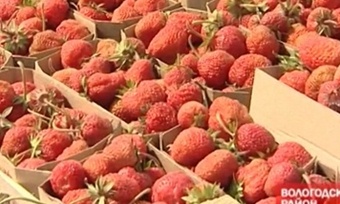 клубника череповец